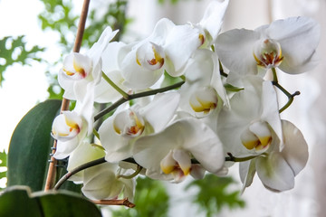 white orchid flower - 270380125