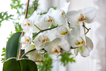 Beautiful white orchid. Phalaenopsis in the white