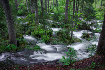 flooding in the forest
