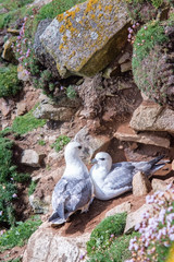 Two fulmars on rocks in Saltee Islands