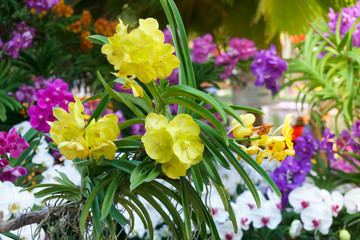 Bouquet of yellow orchids flower close up under natural lighting outdoor, are orchids blooming in the garden