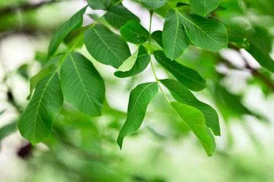 Walnut Branch Walnut Tree