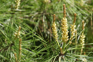 松の花