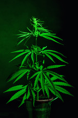 Fototapeta na wymiar Marijuana Plant Shot Inside