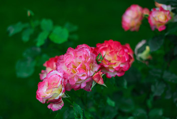 Beautiful roses in the garden