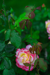 Beautiful rose in the garden