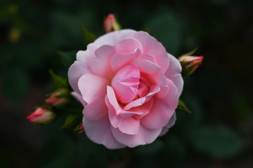 Beautiful rose in the garden