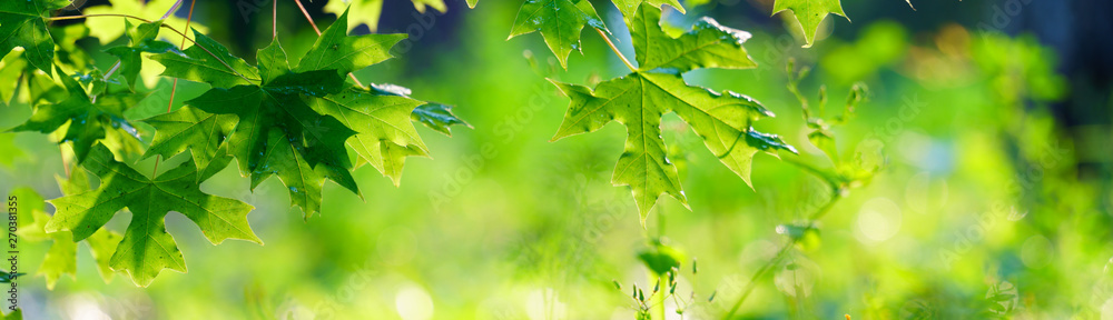 Wall mural panoramic view of green maple leaf on green color bokeh background