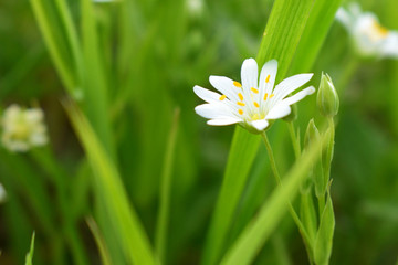 little white flower