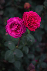 Beautiful two roses in the garden