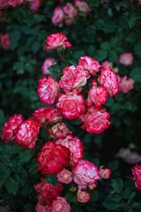 Beautiful roses in the garden
