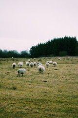 Sheep