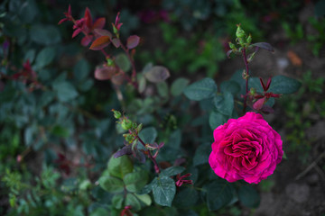 Beautiful rose in the garden