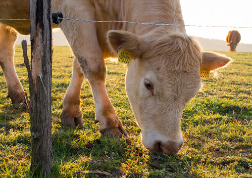 Cattle Grazing Behind An Electric Fence At Sunrise. Morning Pasture.