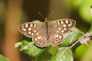 A Speckled Wood butterfly, Pararge aegeria resting in the spring sunshine.