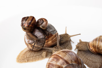 Garden snails isolated on white background