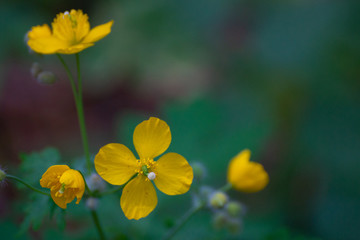 Small yellow flowers on grass background.