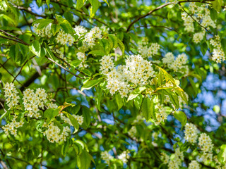 Scented white flowers of Hackberry, hagberry, May day tree, bird cherry, Prunus padus, blooming in the spring, close up, branches with blossoms and green foliage 