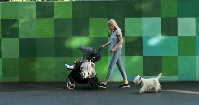 Young mother with baby in stroller with westie west highland terrier dog