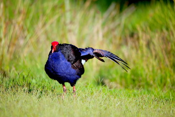 a red-knobbed coot