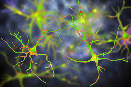 Astrocytes, brain glial cells, 3D illustration. Astrocytes, also known as astroglia, connect neuronal cells to blood vessels, play role in immune responce against Toxoplasma gondii