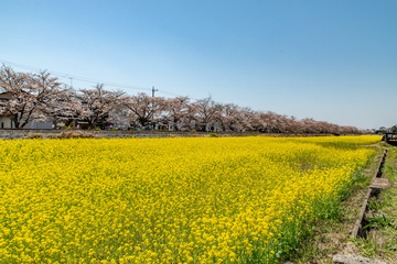 桜並木と菜の花