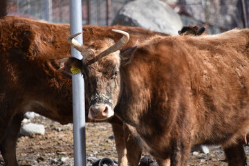Brown Steer with Curved Horns, Stepantsminda, Georgia