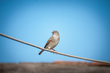 House sparrow sitting on wire under beautiful blue sky. Urban birds.