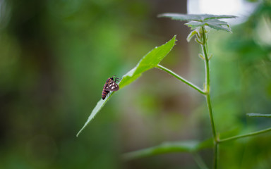 Bug sitting on leaf