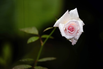 Closeup shot of white rose flower