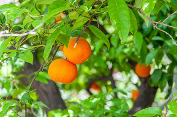 Closeup of tangerine tree