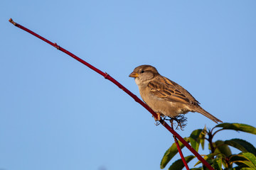 Female House Sparrow (Passer domesticus) in the garden.
