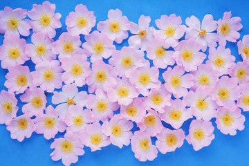 Background of delicate pink flowers on blue. Floral background.