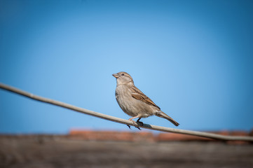 House sparrow sitting on wire under beautiful blue sky. Urban birds.