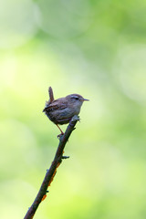 Eurasian wren (Troglodytes troglodytes) singing in the nature protection area Moenchbruch near Frankfurt, Germany.
