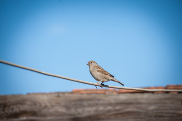 House sparrow sitting on wire under beautiful blue sky. Urban birds.