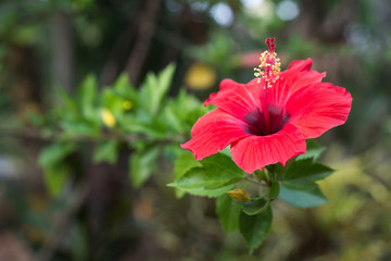 Indian Hibiscus Red Flower