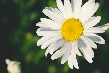 Fototapeta premium daisy closeup on a green grass background.