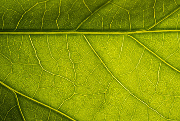Fototapeta na wymiar Texture of a green leaf. Green leaf macro.
