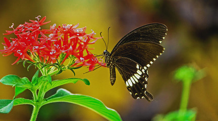 Papilio polytes, the common Mormon sitting on a flower