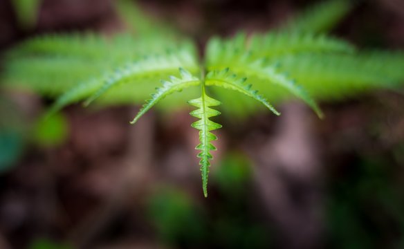 Southern shield fern, Thelypteris kunthii or Dryopteris normalis, is an adaptable and easy to grow deciduous native fern