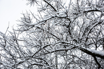 Tree in the snow. Bark in the ice. Cold winter frosty concept.
