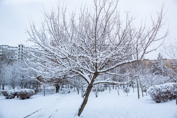 Trees in snow in the park. Winter nature background. Branches in ice.