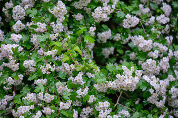 Closeup of a beautiful white flowering hawthorn tree in the forest with green springtime leaves