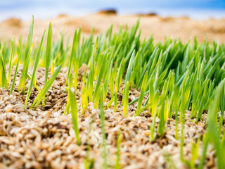 Barley germinating from discarded grains. Heap of grains in background.