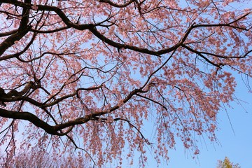 風景　桜　満開　茨城