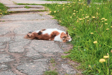 Fototapety na wymiar - Fototapeta24.pl