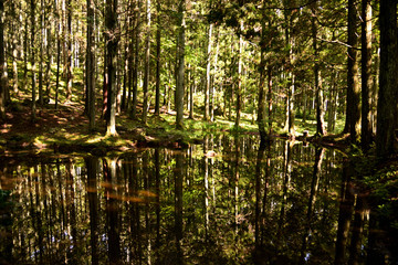 美しい水鏡に映る林　心宗寺（止静庵）跡１