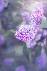Flowers background with purple campanula flowers
