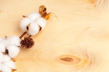 Branch with cotton flowers on wooden background